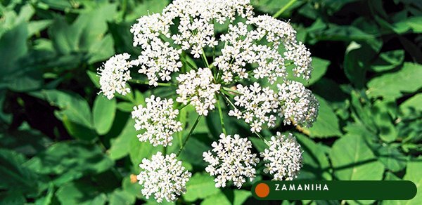 Анис (Pimpinella anisum)