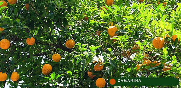 Апельсин горький (Померанец) (Citrus aurantium)