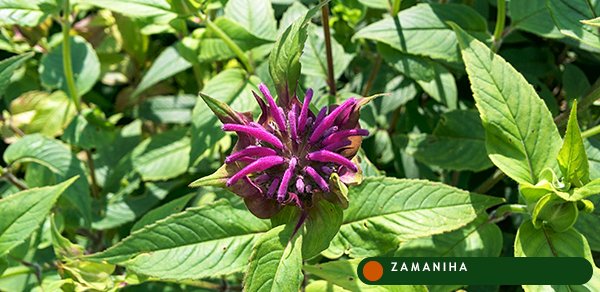 Бергамот (Citrus bergamia)