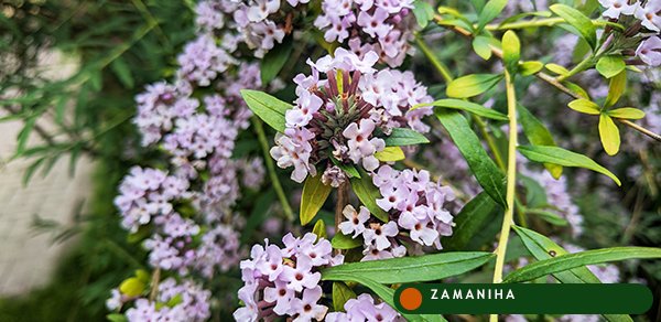 Чабрец (тимьян) (Thymus vulgareis)