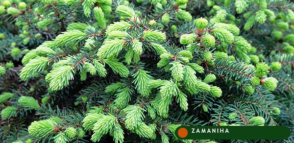 Ель (Abies picea)