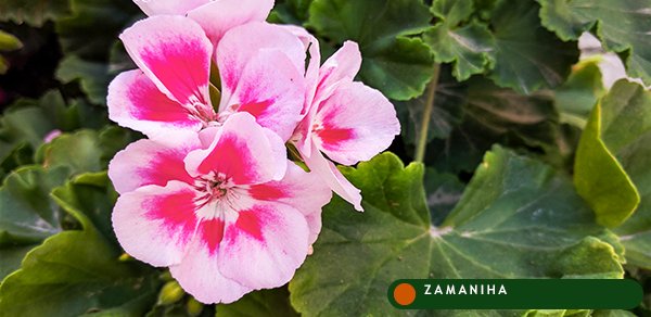 Герань (Pelargonium graveolens)