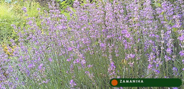 Лаванда (Lavandula officinalis)