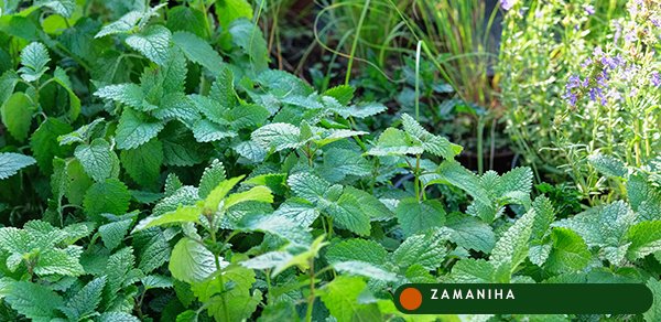 Мята (Mentha peperita officinalis)