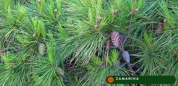 Сосна (Pinus sylvestris)