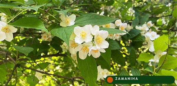 Жасмин (Jasminum officinale)