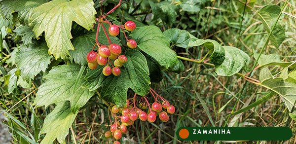 Калина обыкновенная (кора) (Viburnum opulus)