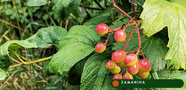 Калина обыкновенная (плоды) (Viburnum opulus)