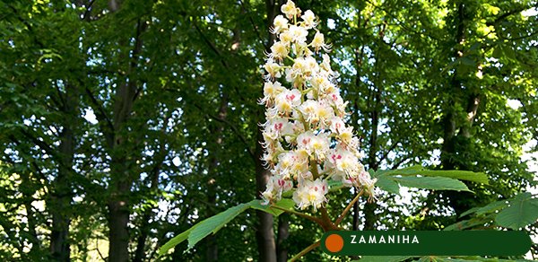 Конский каштан обыкновенный (Aesculus hippocastanum)