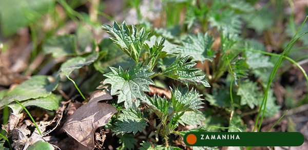 Крапива двудомная (Urtica dioica)