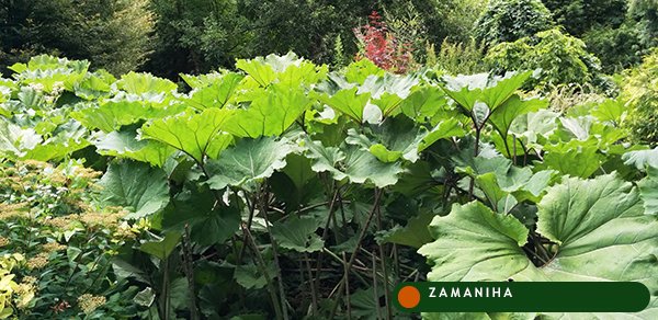 Лопух большой (репей) (Arctium lappa)