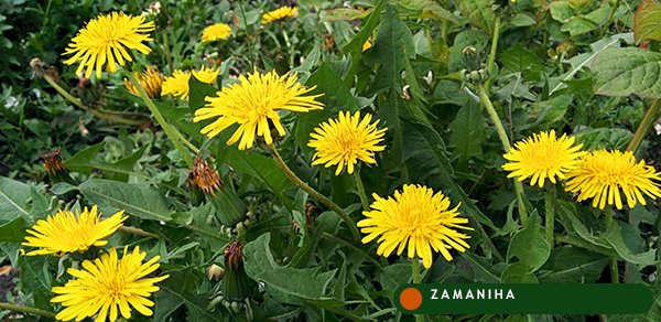 Одуванчик лекарственный (Taraxacum)