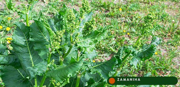 Щавель конский (Rumex konfertus Willd)