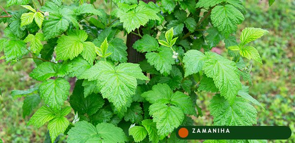 Смородина черная (Ribes nigrum)