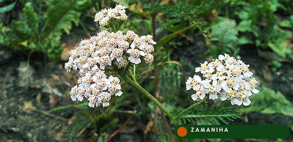 Тысячилистник обыкновенный (Achillea millefolium)