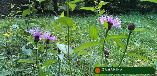 Василёк луговой (Centaurea jacea)