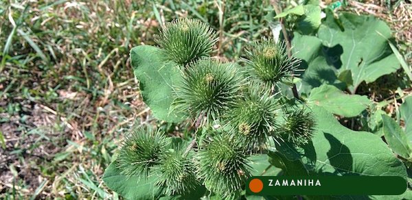 Репейное масло (мацерат) (Oleum Arctium)