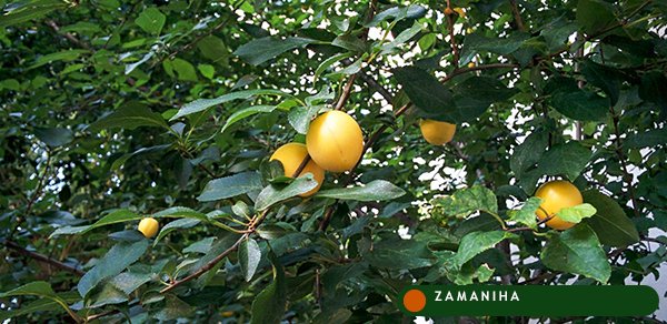 Сливовых косточек масло (Prunus Domestica)